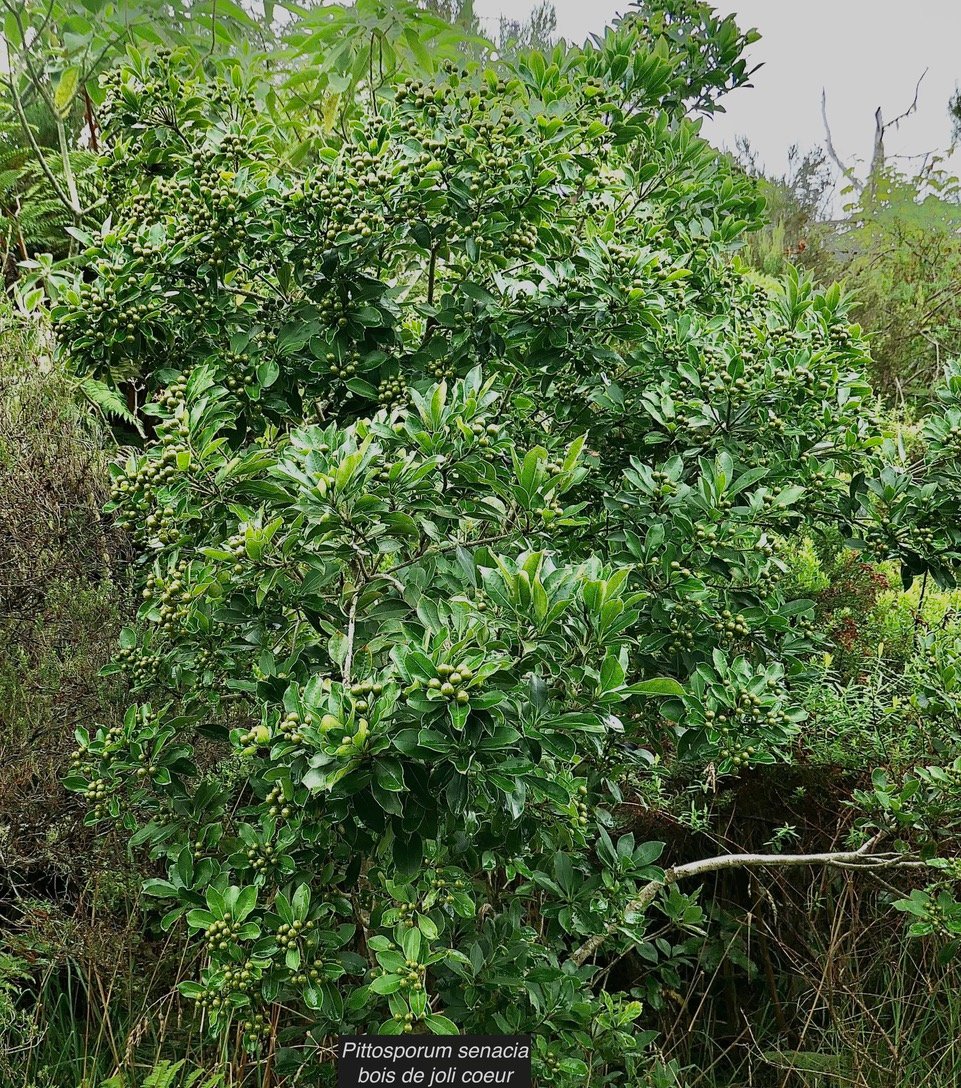 Pittosporum senacia.subsp reticulatum.bois de joli coeur des hauts.couvert de fruits .pittosporaceae.endémique Réunion