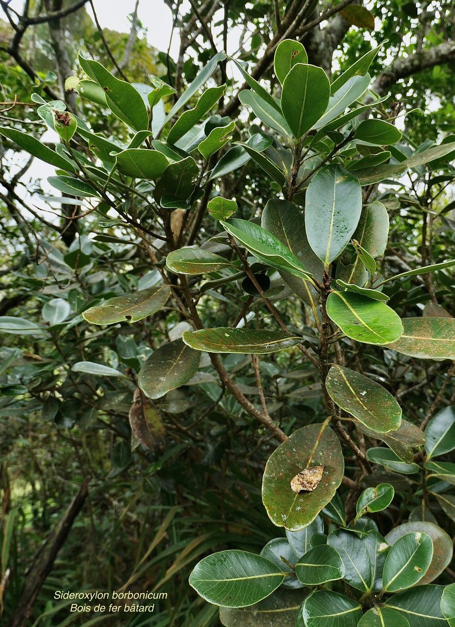 Sideroxylon borbonicum  Bois de fer bâtard .natte coudine .sapotaceae.endémique Réunion