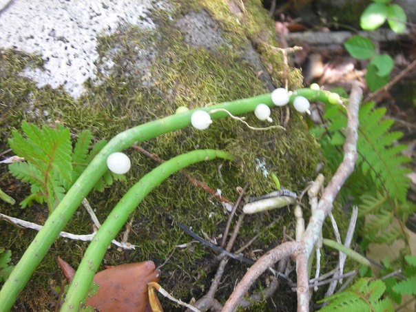 10 Cactée Rhipsalis baccifera 