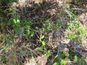 12 Scutia myrtina - Bois de sinte - Rhamnacée - I