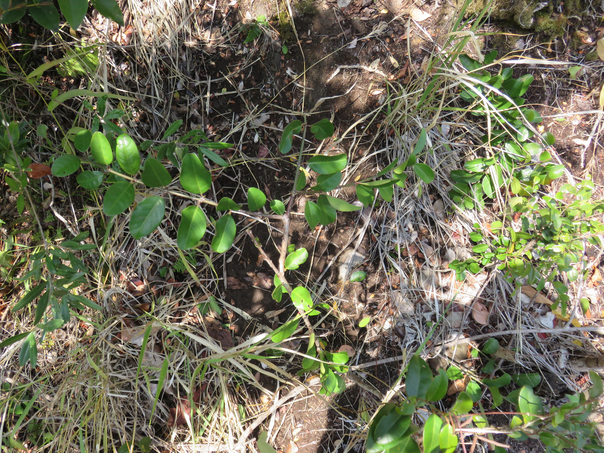 12 Scutia myrtina - Bois de sinte - Rhamnacée - I