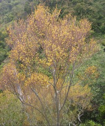 16 Bois d'huile Erythroxylum hypericifolium