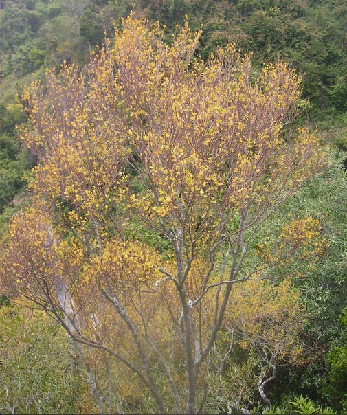 16 Bois d'huile Erythroxylum hypericifolium