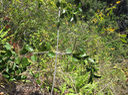 51 Scutia myrtina - Bois de sinte - Rhamnacée - I
