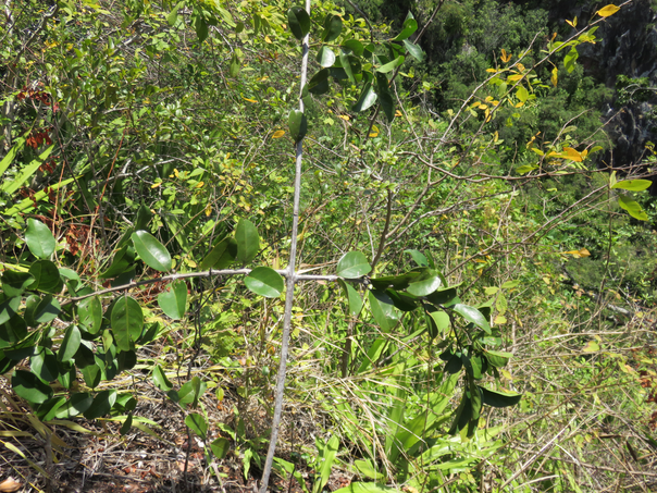 51 Scutia myrtina - Bois de sinte - Rhamnacée - I