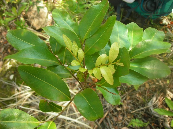 9 Bois de gaulette 