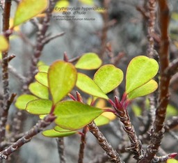 Erythroxylum hypericifolium .bois d'huile P1470180 - 
