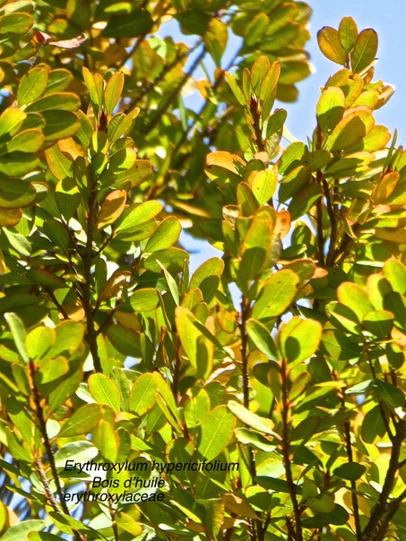 Erythroxylum hypericifolium .bois d'huile P1470287