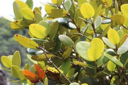 Eugenia Buxifolia