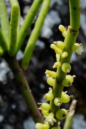 Rhipsalis baccifera .la perle