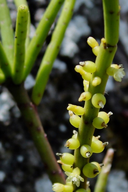 Rhipsalis baccifera .la perle