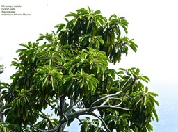 Mimusops balata . Grand natte P1470051