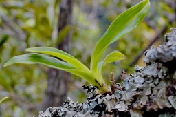orchidée SP