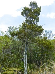 Pleurostylia pachyphloea . Bois d'olive grosse peau P1470175