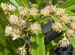 Psiadia dentata .ti mangue P1470149