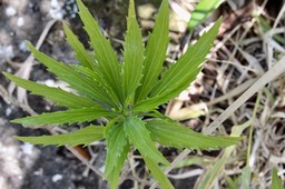 Psiadia dentata .ti mangue
