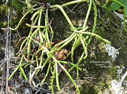 Rhipsalis baccifera .la perle P1470117