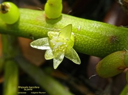 Rhipsalis baccifera .la perle P1470120