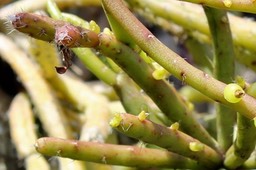 Rhipsalis baccifera