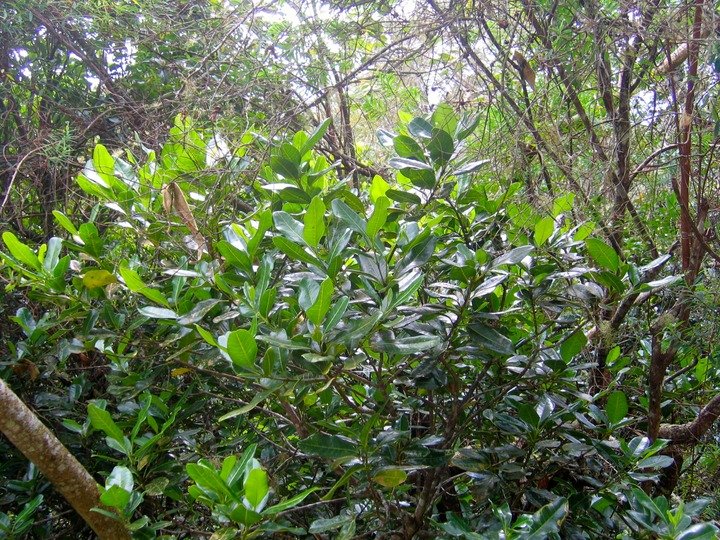 IMG 0052