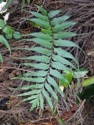 17 1 Asplenium daucifolium Asteliacee mascar DSC09245