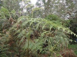 19 Pteridium aquilinum Fougère aigle Dennsdtaedtiacee DSC09286