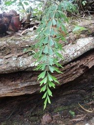 20 1 Asplenium    fougère carotte DSC09321