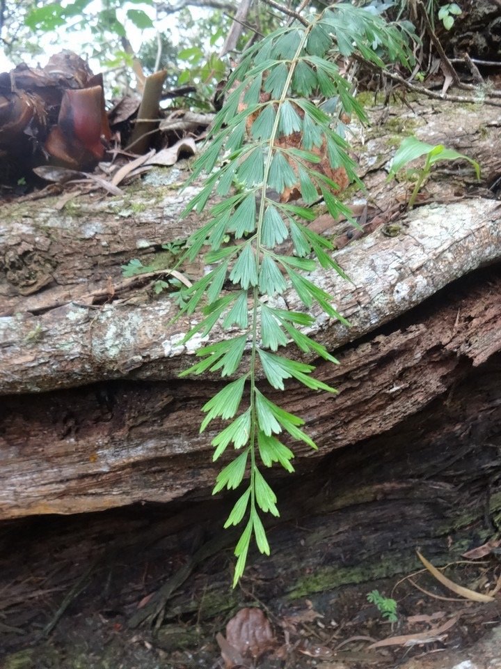 20 1 Asplenium    fougère carotte DSC09321