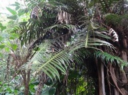 23 Blechnum DSC09376
