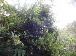 43 2 Liane savon DSC09362
