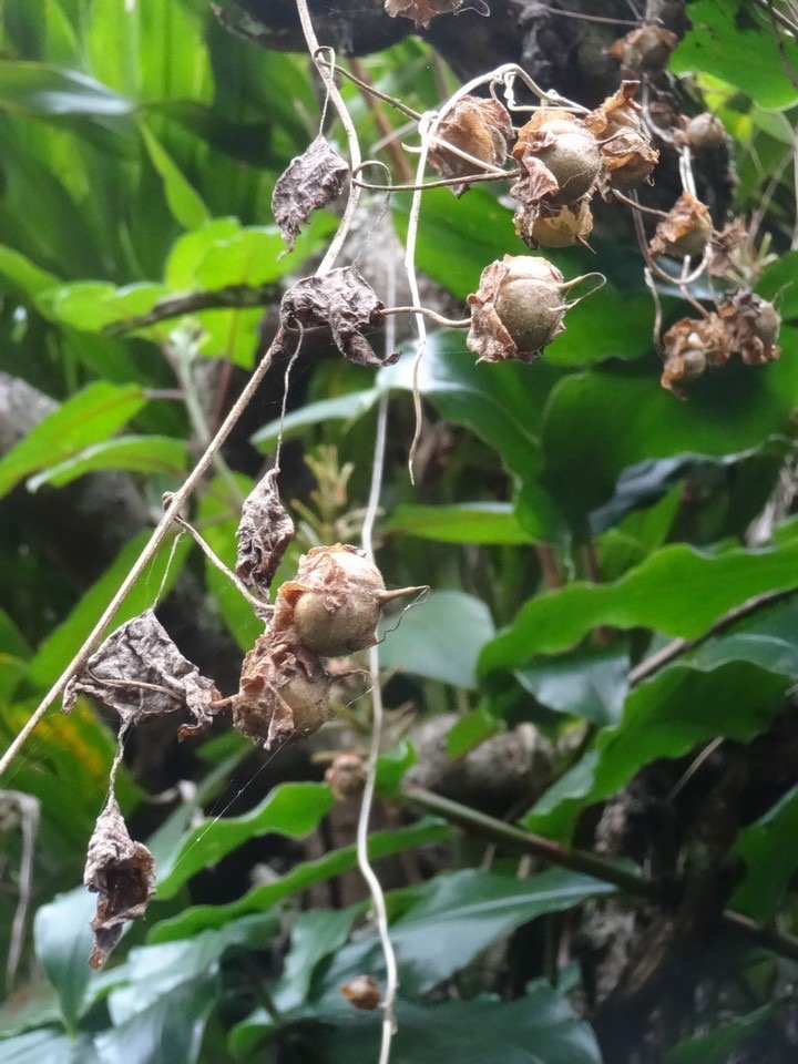 47 3 Lophospermum erubescens Plantaginacee Fruits DSC09330