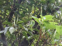 53 3  Ficus densifolia grand affouche DSC09398 (2)