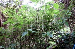 IMG_1731