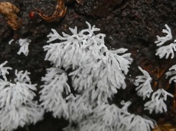 Ceratiomyxa fruticulosa ?? champignon corail  ?  P1005234