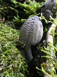 Coprinopsis atramantaria ?? coprin noir d'encre ??  psathyrellaceae .P1005163
