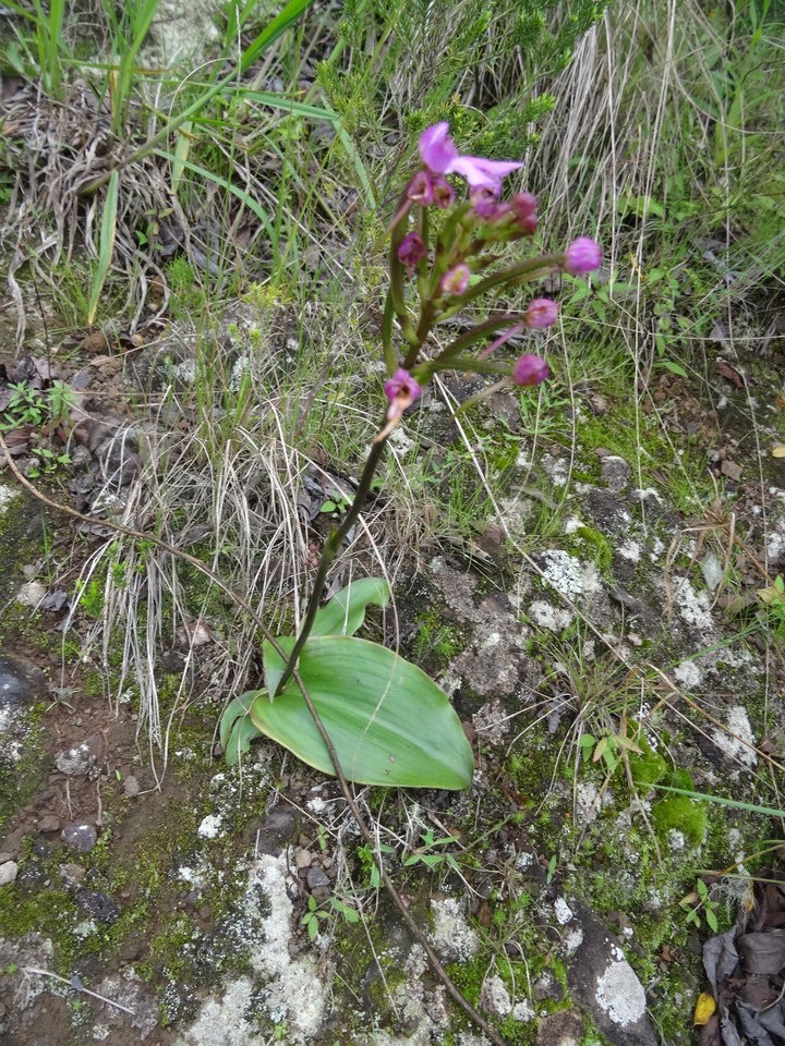 Cynorkis purpurascens - ORCHIDOIDEAE - Indigène Réunion