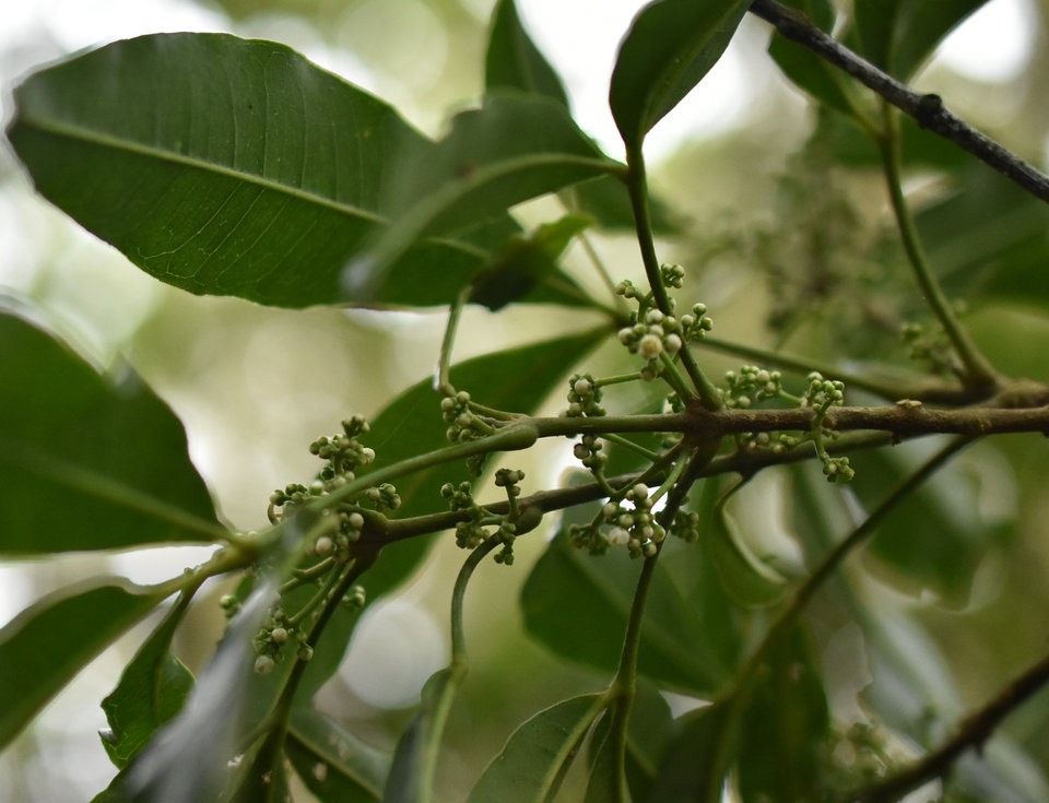 Melicope obtusifolia - Catafaille patte poule - RUTACEAE - Endémique Réunion, Maurice - 
