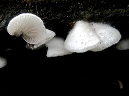 Crepidotus variabilis  ?  P1005221