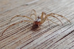 Araignée lynx  femelle (3)