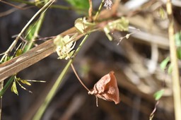 Cardiospermum halicacabum - Liane Poc-Poc - SAPINDACEAE - Adventice et Envahissante