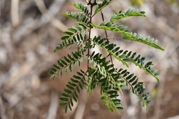 Leucaena leucocephala - Cassi - FABACEAE - Envahissante