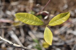 Litsea glutinosa - Zavocat marron - LAURACEAE - Envahissante