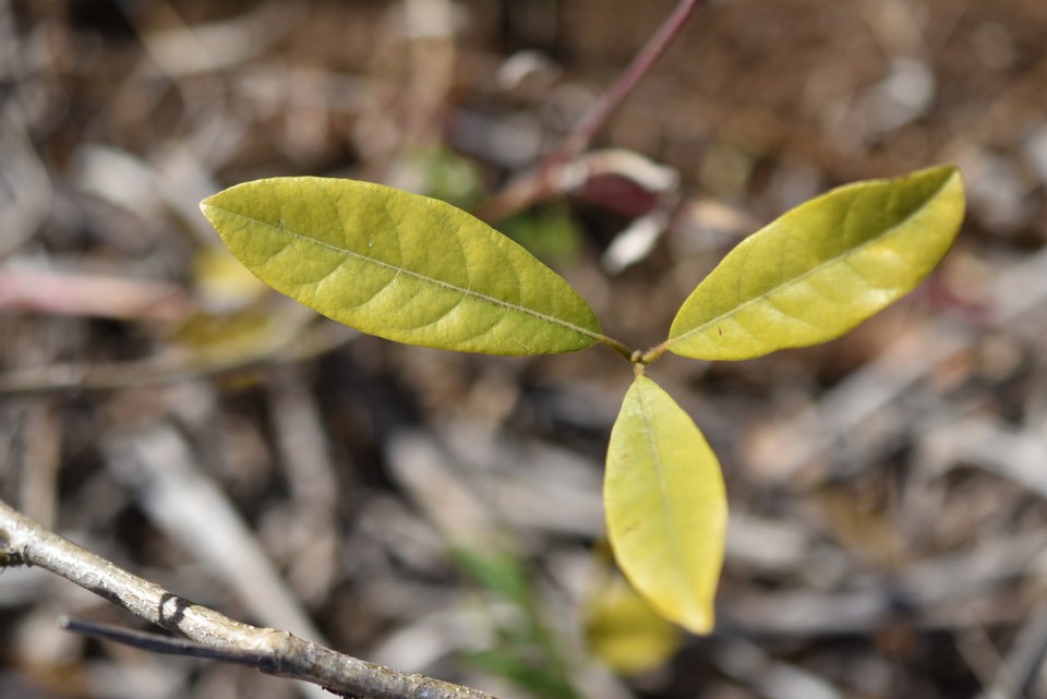 Litsea glutinosa - Zavocat marron - LAURACEAE - Envahissante