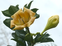 Solandra maxima (2)