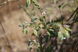 Trichodesma zeylanicum - Herbe tourterelle - BORAGINACEAE - Adventice et Envahissante