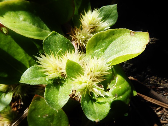 Alternanthera pungens AMARANTHACEE