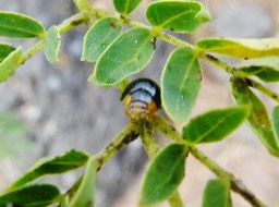 Curinus coeruleus prédatrice du psylle Heteropsylla cubana Crawford du Leucaena leucocephala (21)