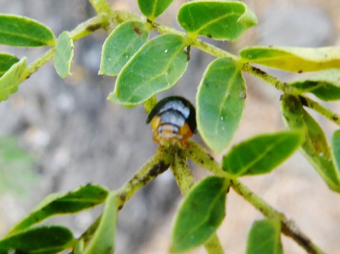 Curinus coeruleus prédatrice du psylle Heteropsylla cubana Crawford du Leucaena leucocephala (21)
