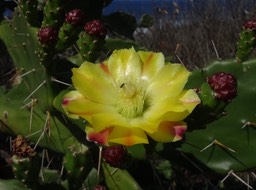 Fleur figuier de barbarie
