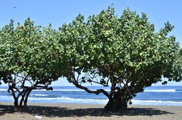 La Plage de l'Etang Salé